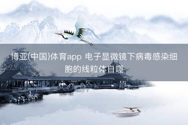 博亚(中国)体育app 电子显微镜下病毒感染细胞的线粒体自噬